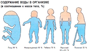 Количество воды в организме в различные периоды в жизни