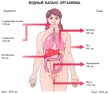 Потери воды организмом